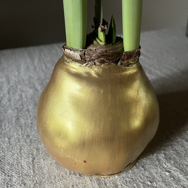 Gold Wax Amaryllis