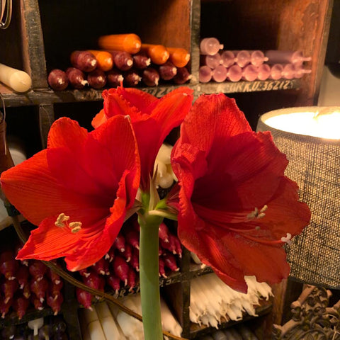 wax amaryllis bulb - prefect gift. Red Flower. Choose Wax colour.